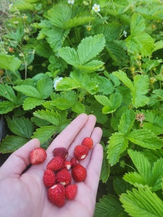 Выращивание земляники от семян до большого ягодника