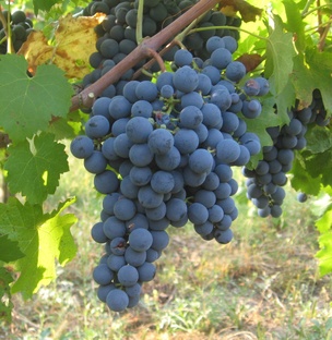 Сорт Carménère / Карменер
