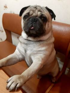 Тимоха. Третий годик счастливой жизни.