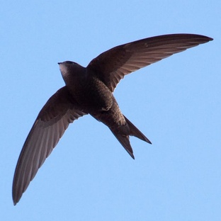 Стриж: самая быстрая, свободная и загадочная птица мира