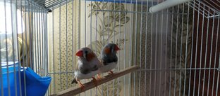 Домашние питомцы