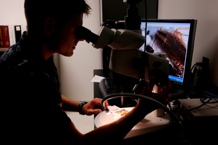 Как изучать и содержать насекомых 