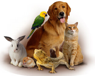 Питомцы подписчиков ❤️