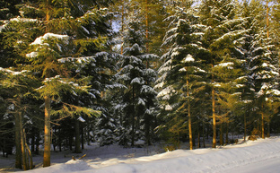 Вятский лес.