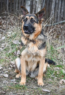 Киви и Персик 