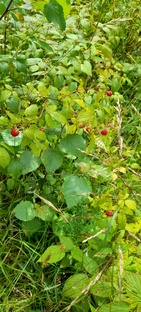 Отечественные писатели