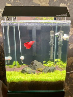 Этот аквариум я запускал осознанно — без спешки и «чудо-средств». Цель — компакт