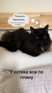 Котятки мои 