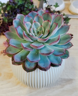 Растюшки комнатные, уличные и животный мир)