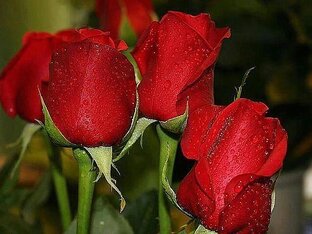 ЦВЕТЫ .ЛЮБЬВИ