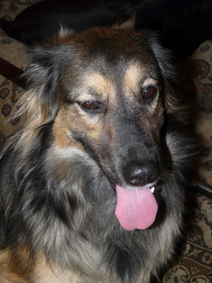 Мои питомцы -Леся