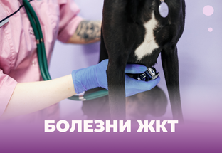 Болезни ЖКТ у животных