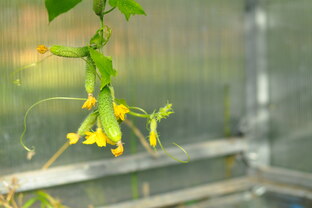 Выращивание огурцов