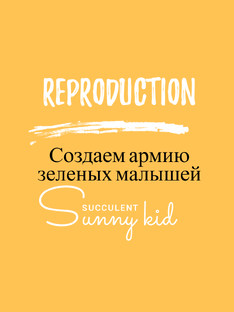 Фабрика суккулентов