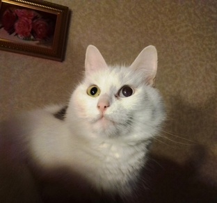 Матильда и другие коты