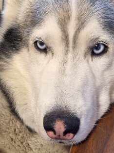 Пушистые "антидепрессанты"