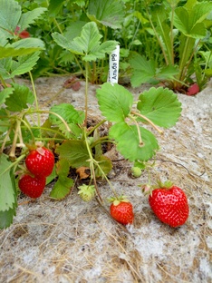 Садоводство и цветоводство