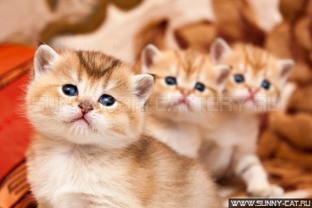 Сервисы Солнечного Кота