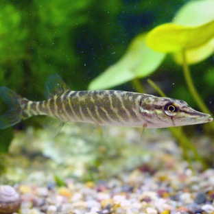 Щука в аквариуме