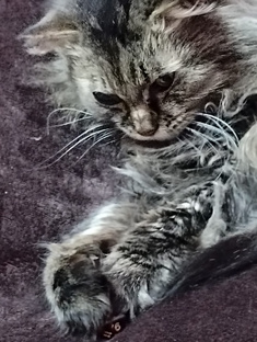 Кошки