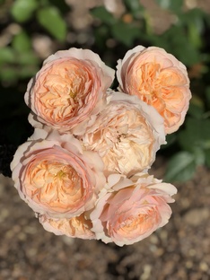 Розы в моем саду 🌹🌹🌹