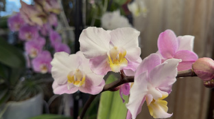 Сезон цветения зима 2025-2026 гг.