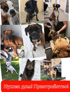 Пристройство ❗ 