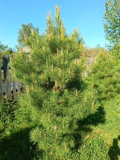 Дачные заметки