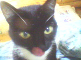 Статьи про кошек 