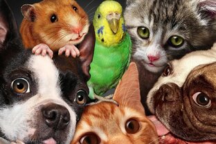 Мои ♥️питомцы