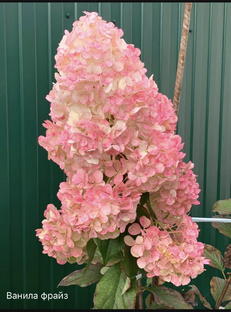  Ванила Фрайз метельчатая гортензия.