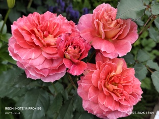 РОЗЫ В ПОДМОСКОВЬЕ