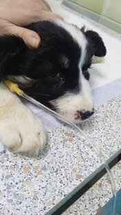 Заболел Пупуня