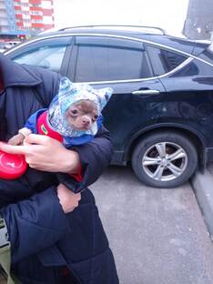 Чихуахуа в шапке