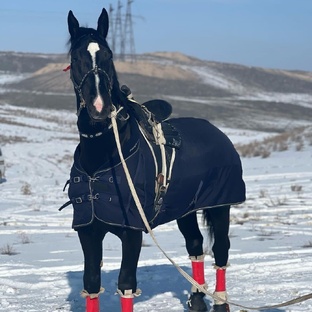 Мир лошадей🐎