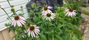 Ароматная грядка