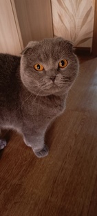 Наши питомцы