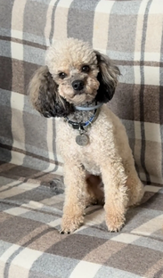 История Лео: болезнь, страх и восстановление