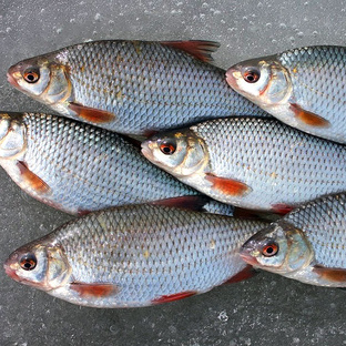 Плотва: маленькая рыба с большими секретами