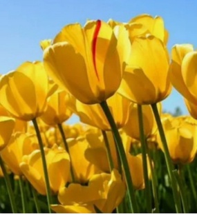 Вибрационное пение..