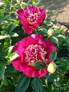 Садовые растения