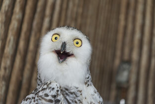 Удивительные факты