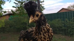 Лучшие породы домашней птицы