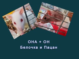 КРЫСИНОЕ ГНЕЗДО и его основатели Белочка + Пацан