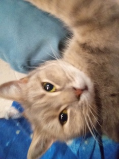 видео из реал лайв