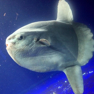 Луна-рыба: загадка океана с необычной формой и странными привычками