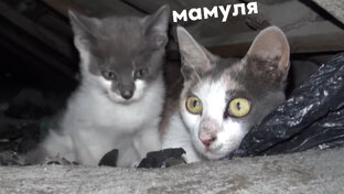 Котики