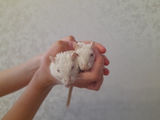 Мышиные секреты