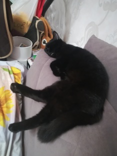 СТЕШКА на балконе 🐱😺🐱😺