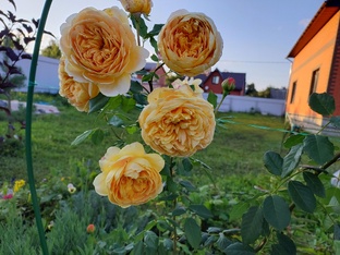 РОЗЫ В МОЕМ САДУ...